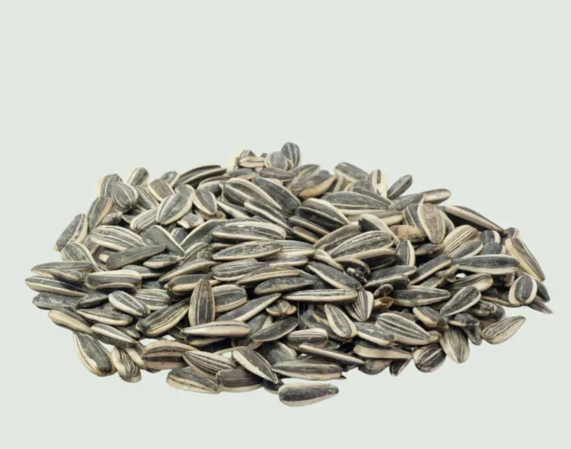 Tournesol pour Perroquets et Rongeurs